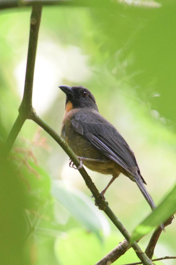 Esquinas Rainforest Lodge غولفيتو المظهر الخارجي الصورة