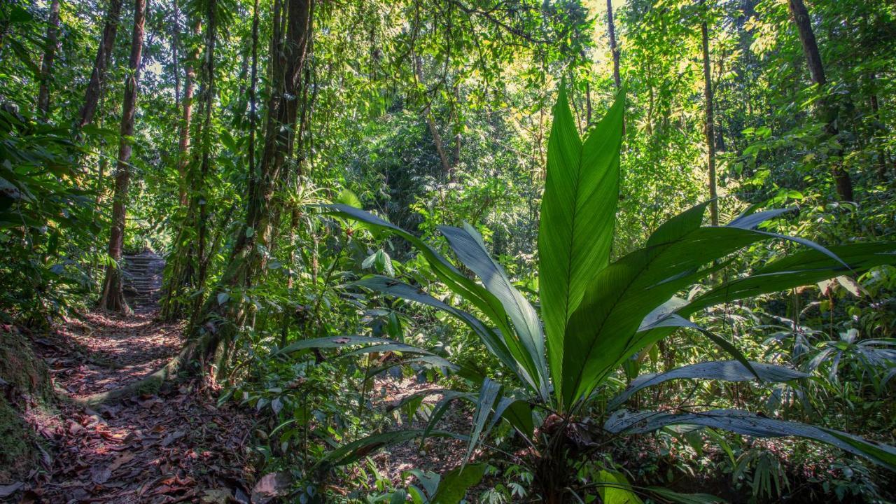 Esquinas Rainforest Lodge غولفيتو المظهر الخارجي الصورة